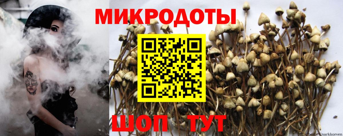 Галлюциногенные грибы Psilocybe Курчалой
